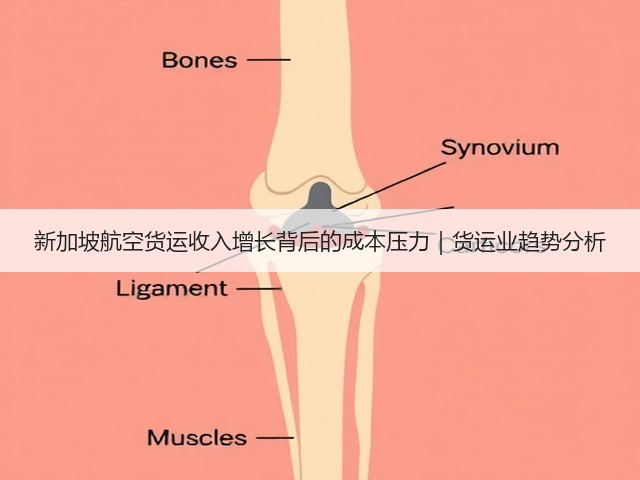 新加坡航空货运收入增长背后的成本压力｜货运业趋势分析(图2)