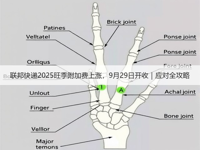 联邦快递2025旺季附加费上涨，9月29日开收｜应对全攻略(图3)